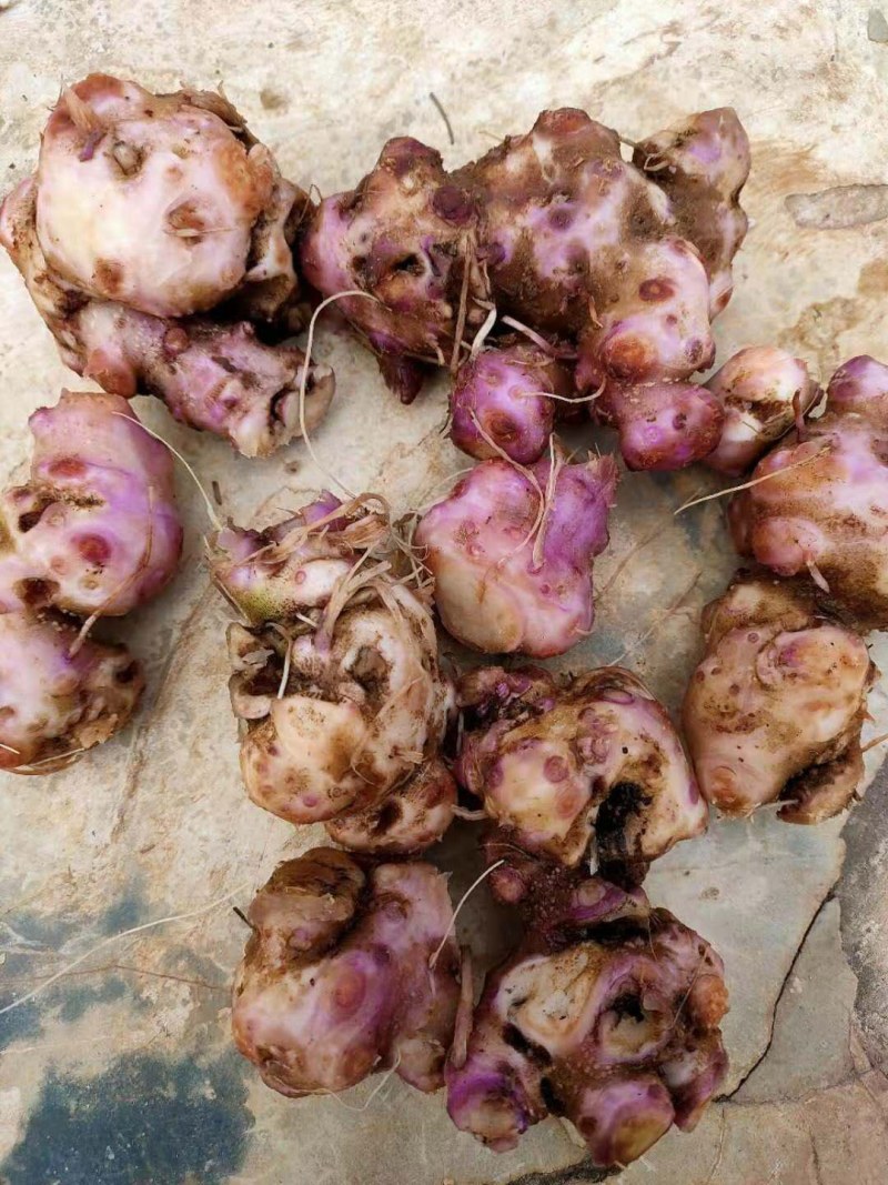 菊三七，，，，野生菊三七