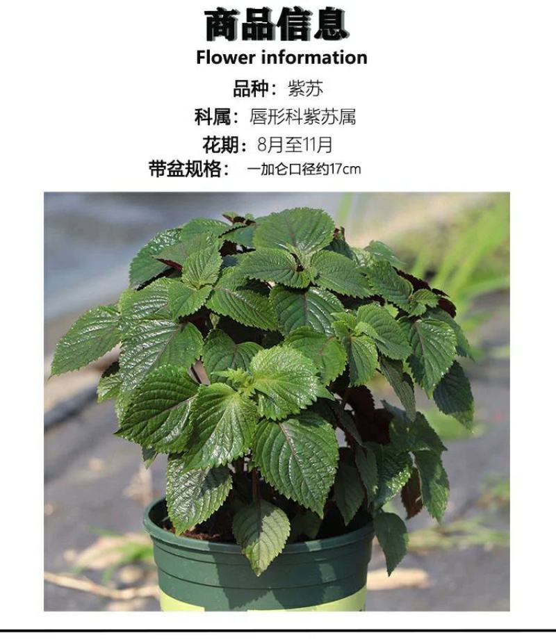 紫苏苗碰碰香食用新鲜酒店鱼虾蟹海鲜去腥好养的香草植物罗勒