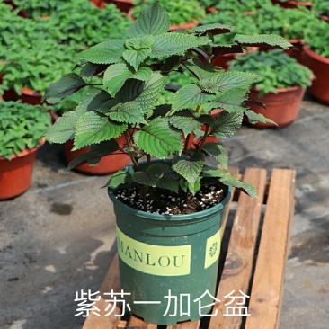 紫苏苗碰碰香食用新鲜酒店鱼虾蟹海鲜去腥好养的香草植物罗勒
