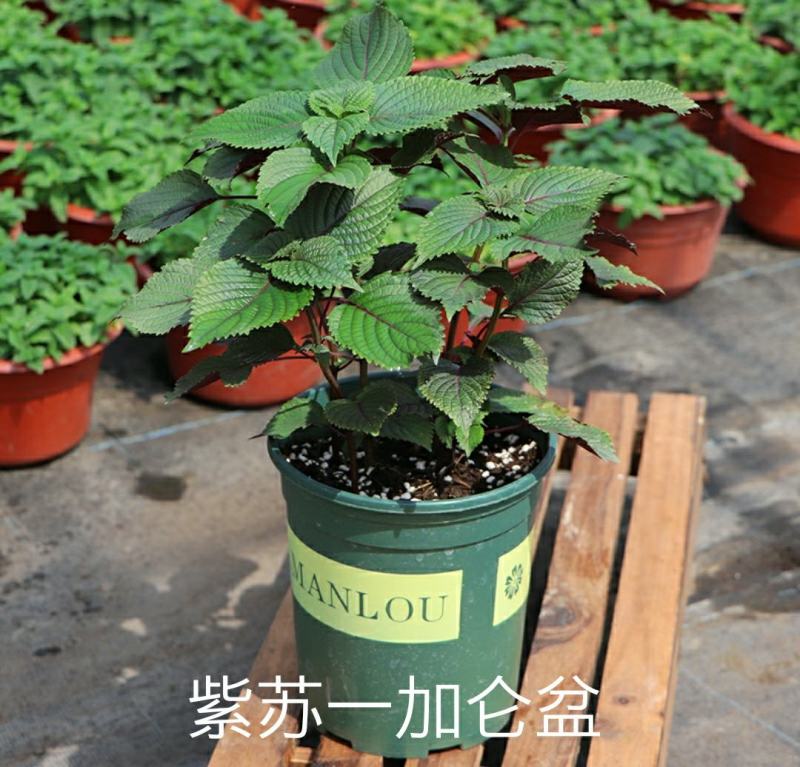 紫苏苗碰碰香食用新鲜酒店鱼虾蟹海鲜去腥好养的香草植物罗勒