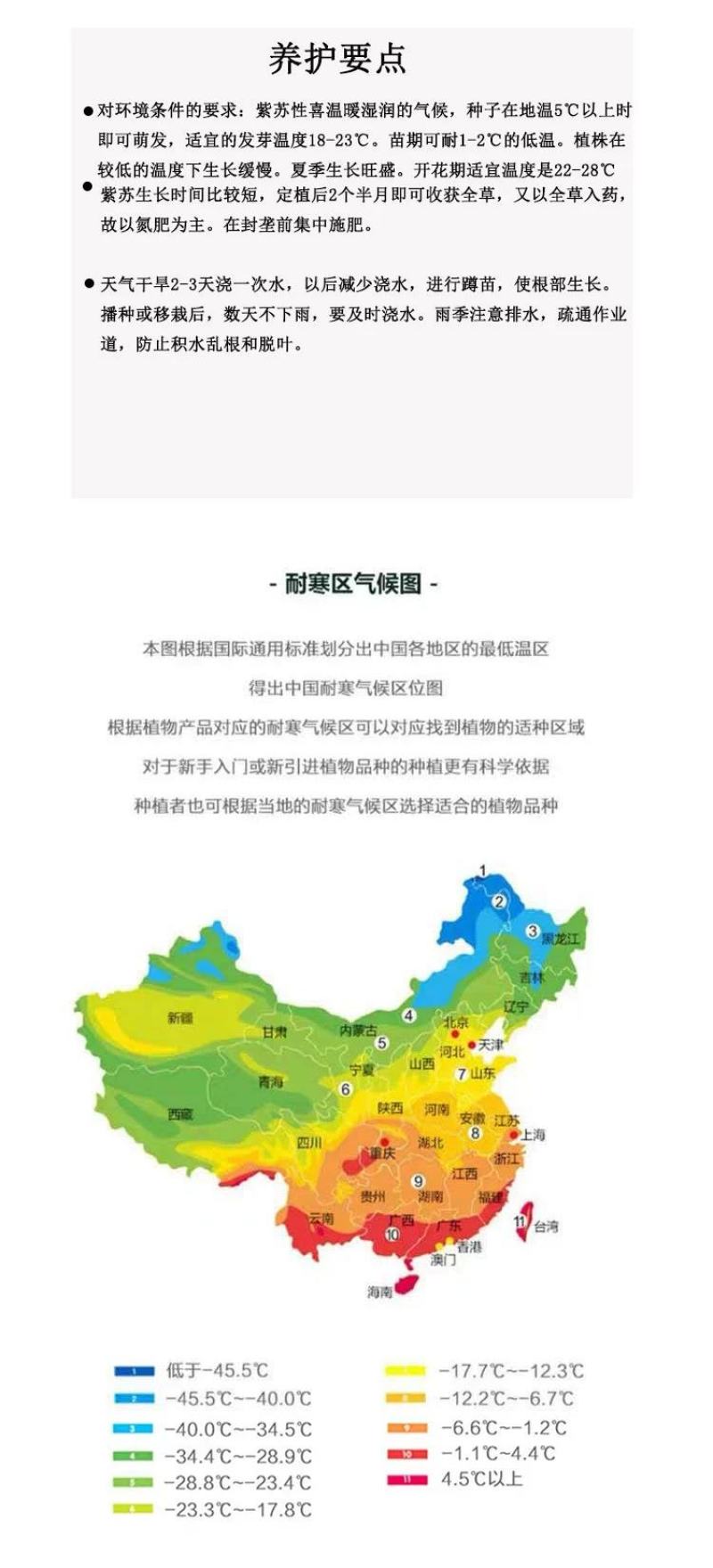 紫苏苗碰碰香食用新鲜酒店鱼虾蟹海鲜去腥好养的香草植物罗勒