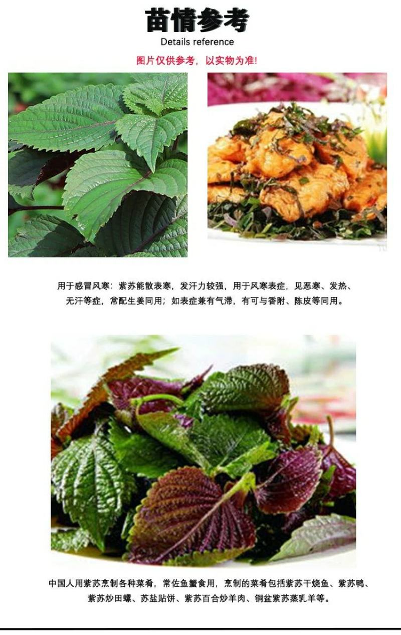 紫苏苗碰碰香食用新鲜酒店鱼虾蟹海鲜去腥好养的香草植物罗勒