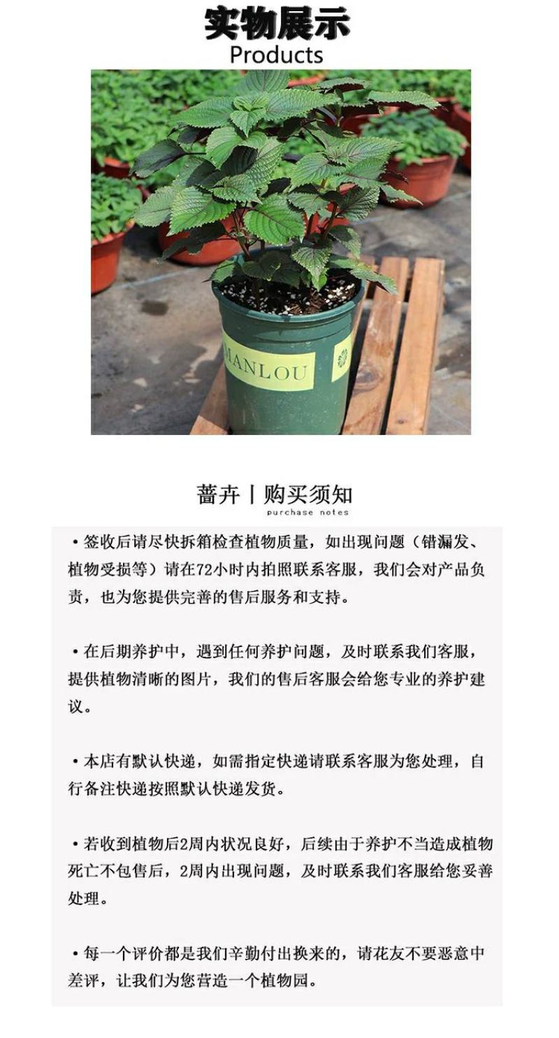 紫苏苗碰碰香食用新鲜酒店鱼虾蟹海鲜去腥好养的香草植物罗勒