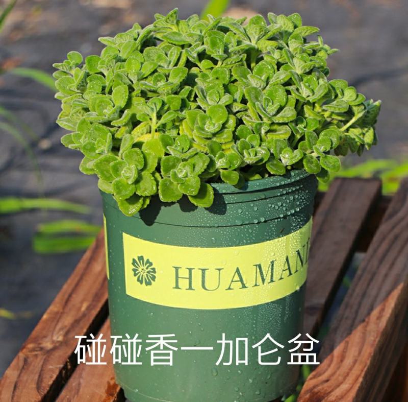 紫苏苗碰碰香食用新鲜酒店鱼虾蟹海鲜去腥好养的香草植物罗勒