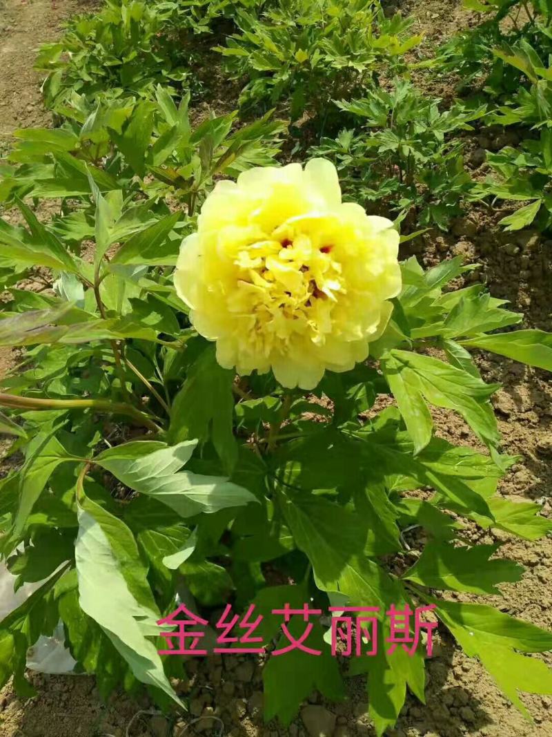 【牡丹苗】菏泽牡丹苗盆栽牡丹，观赏牡丹大量供应不活包赔