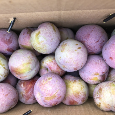 **翠甜芙蓉李日供量四万斤货源稳定大量对接平台
