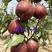 梨树苗、红香酥梨苗、秋月梨、保证品种，基地直发