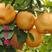 梨树苗、红香酥梨苗、秋月梨、保证品种，基地直发