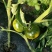 碱地柿子草莓西红柿铁皮柿子水果柿子精品礼盒诚招各市区代