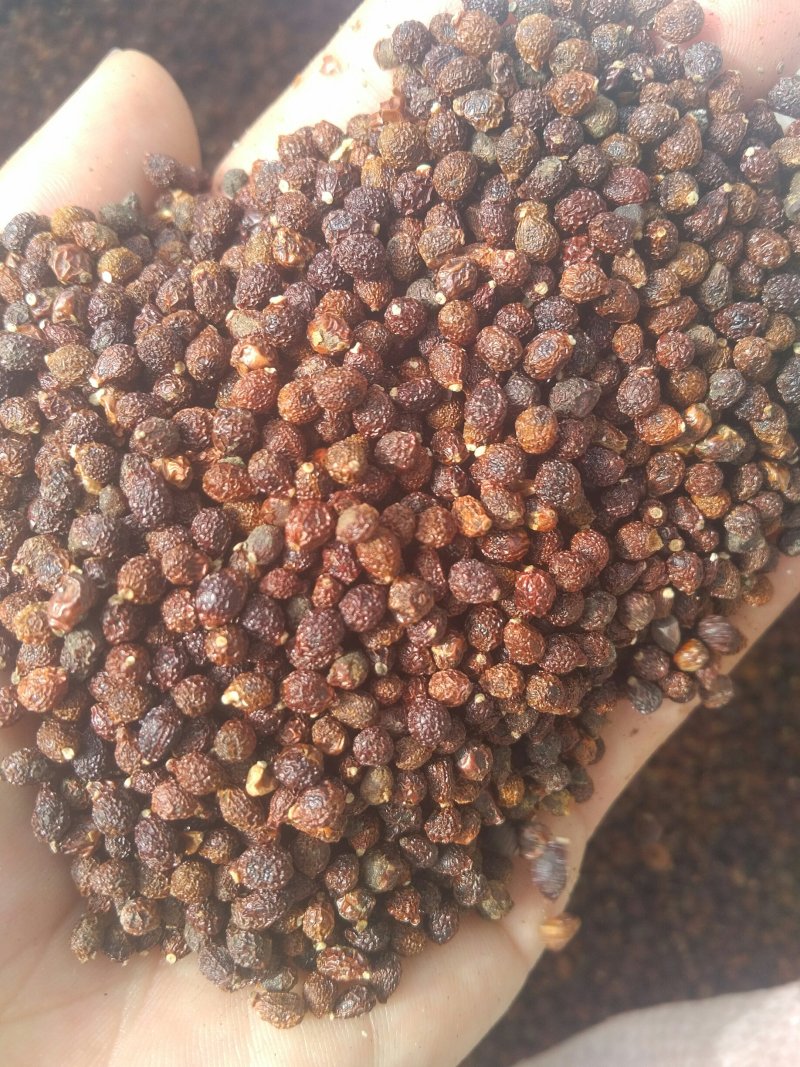 纯后期兰花鸢尾种子（蝴蝶兰种子），颗粒饱满，出苗率高