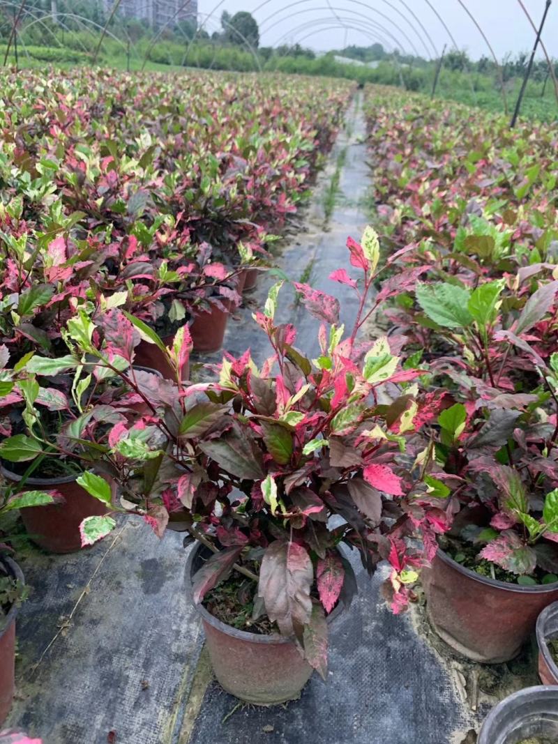 自家苗圃供应扶桑基地直销视频看货保质保量