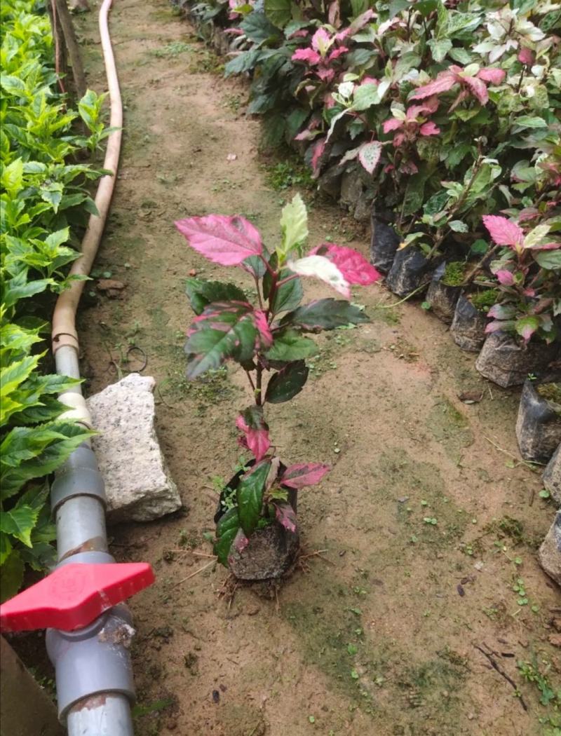自家苗圃供应扶桑基地直销视频看货保质保量