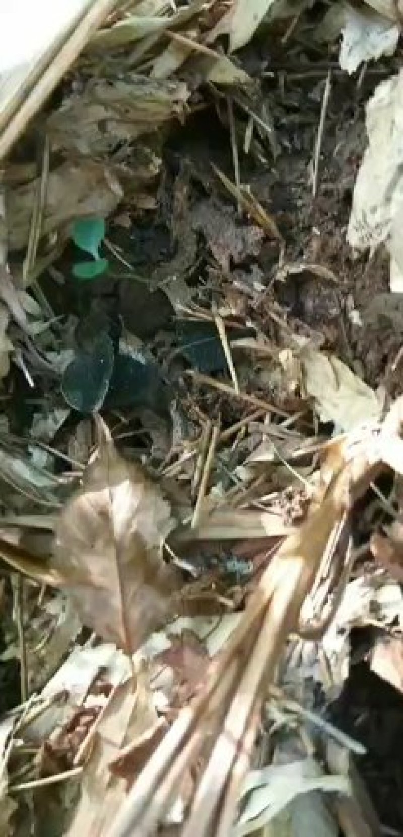 金线莲，浙西纯野生金线莲小叶