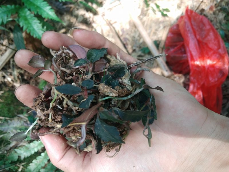 金线莲，浙西纯野生金线莲小叶