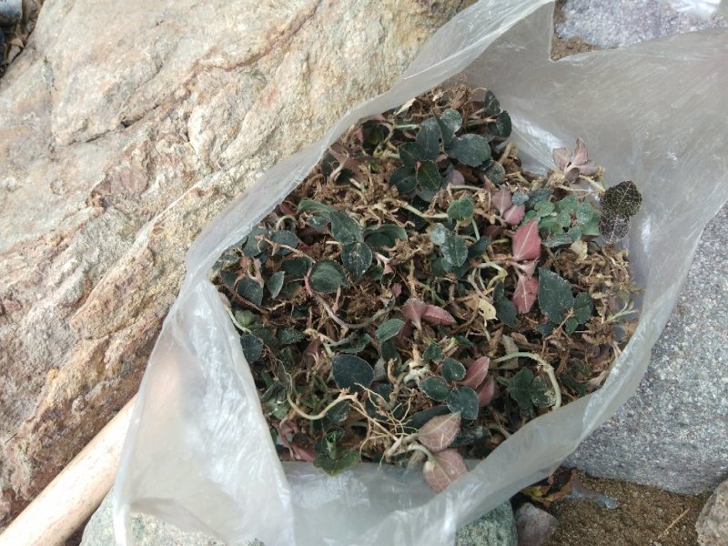 金线莲，浙西纯野生金线莲小叶