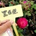 月季花小杯苗品种齐全藤本月季欧月花苗扦插苗颜色随机搭配