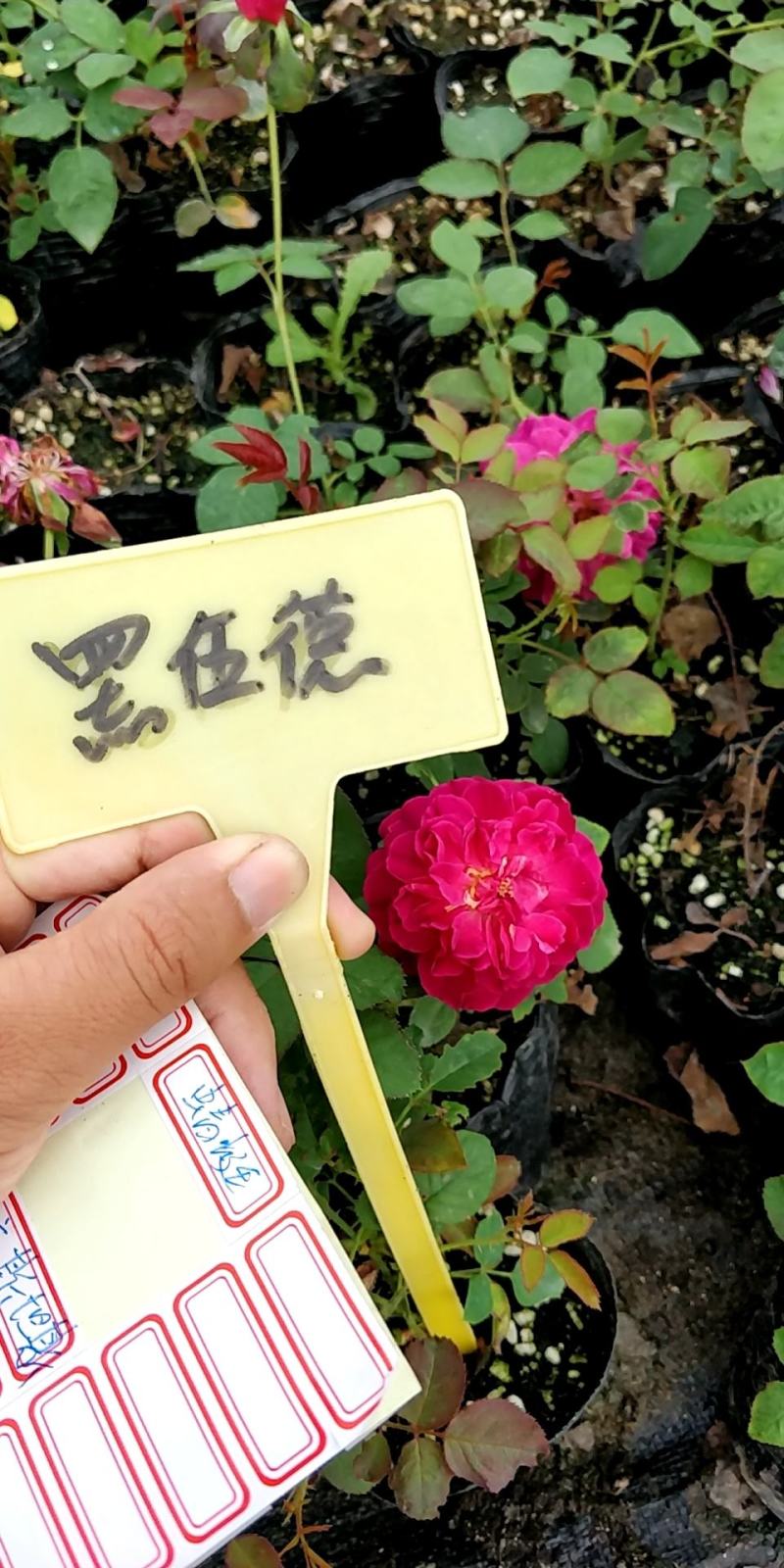 月季花小杯苗品种齐全藤本月季欧月花苗扦插苗颜色随机搭配