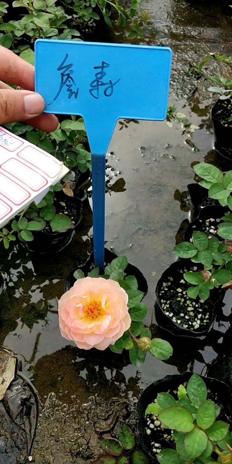 月季花小杯苗品种齐全藤本月季欧月花苗扦插苗颜色随机搭配