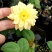 月季花小杯苗品种齐全藤本月季欧月花苗扦插苗颜色随机搭配