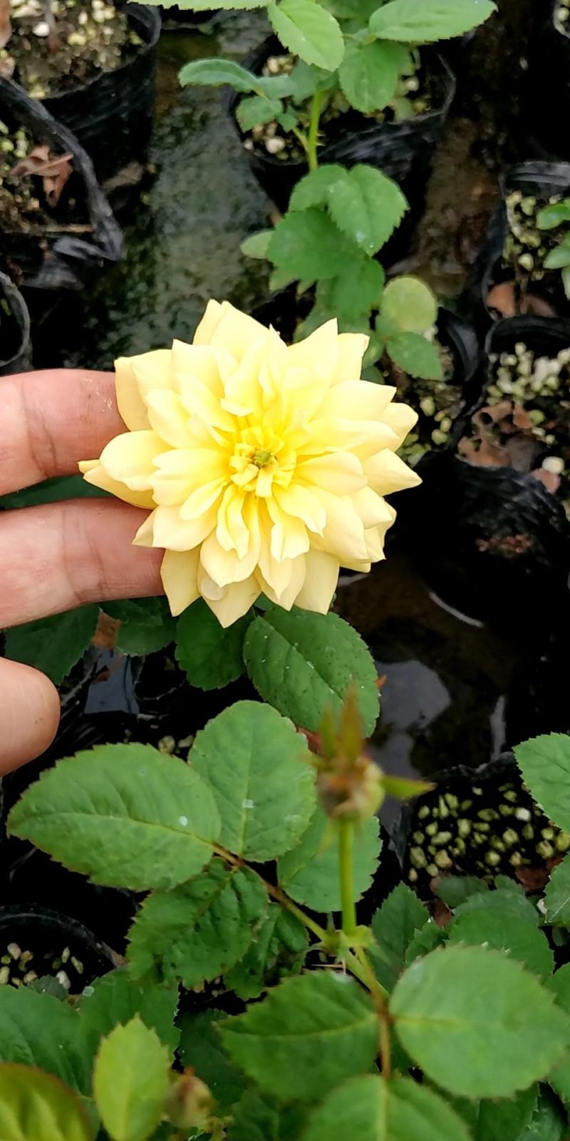 月季花小杯苗品种齐全藤本月季欧月花苗扦插苗颜色随机搭配