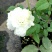 月季花小杯苗品种齐全藤本月季欧月花苗扦插苗颜色随机搭配