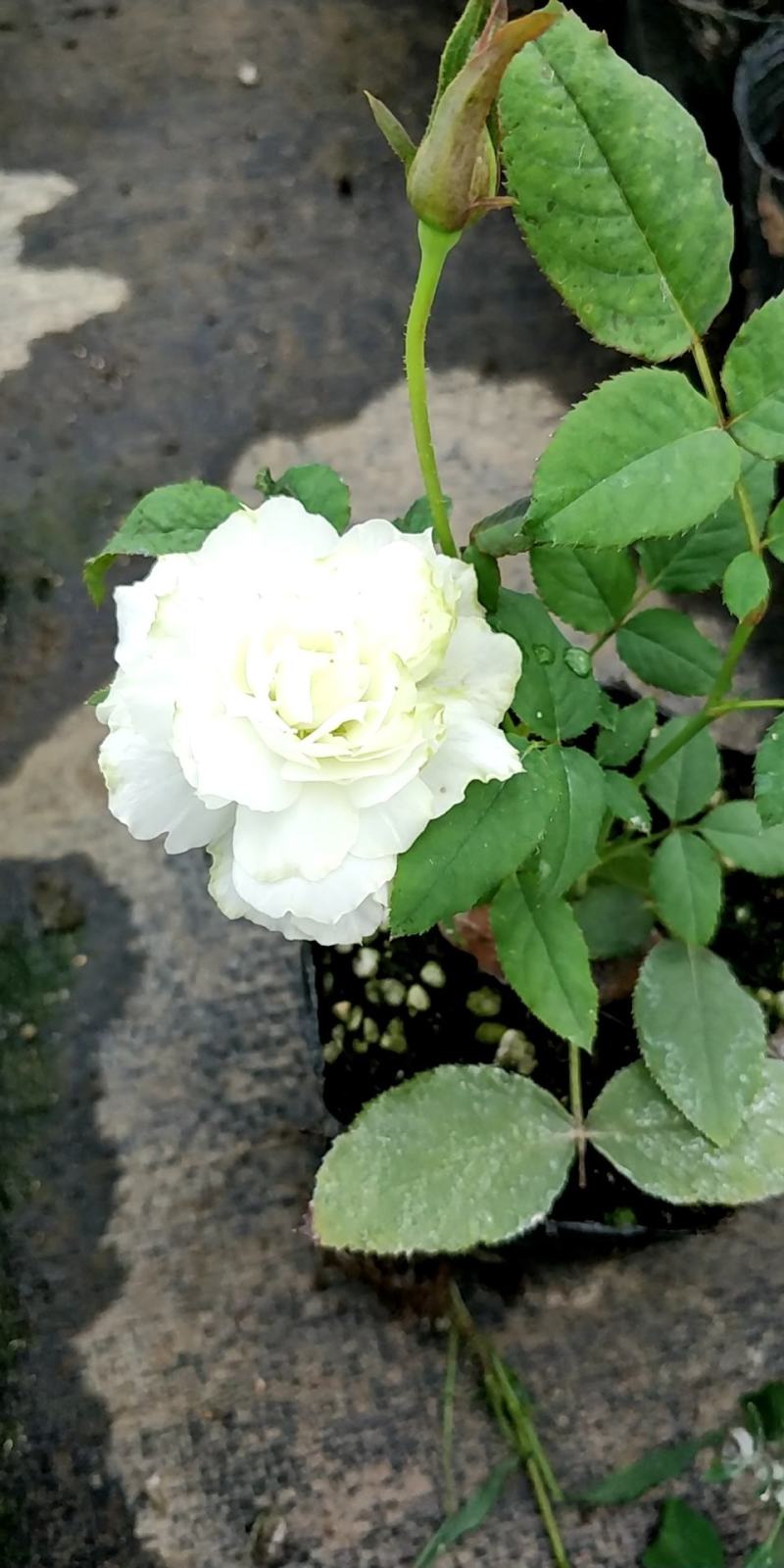 月季花小杯苗品种齐全藤本月季欧月花苗扦插苗颜色随机搭配