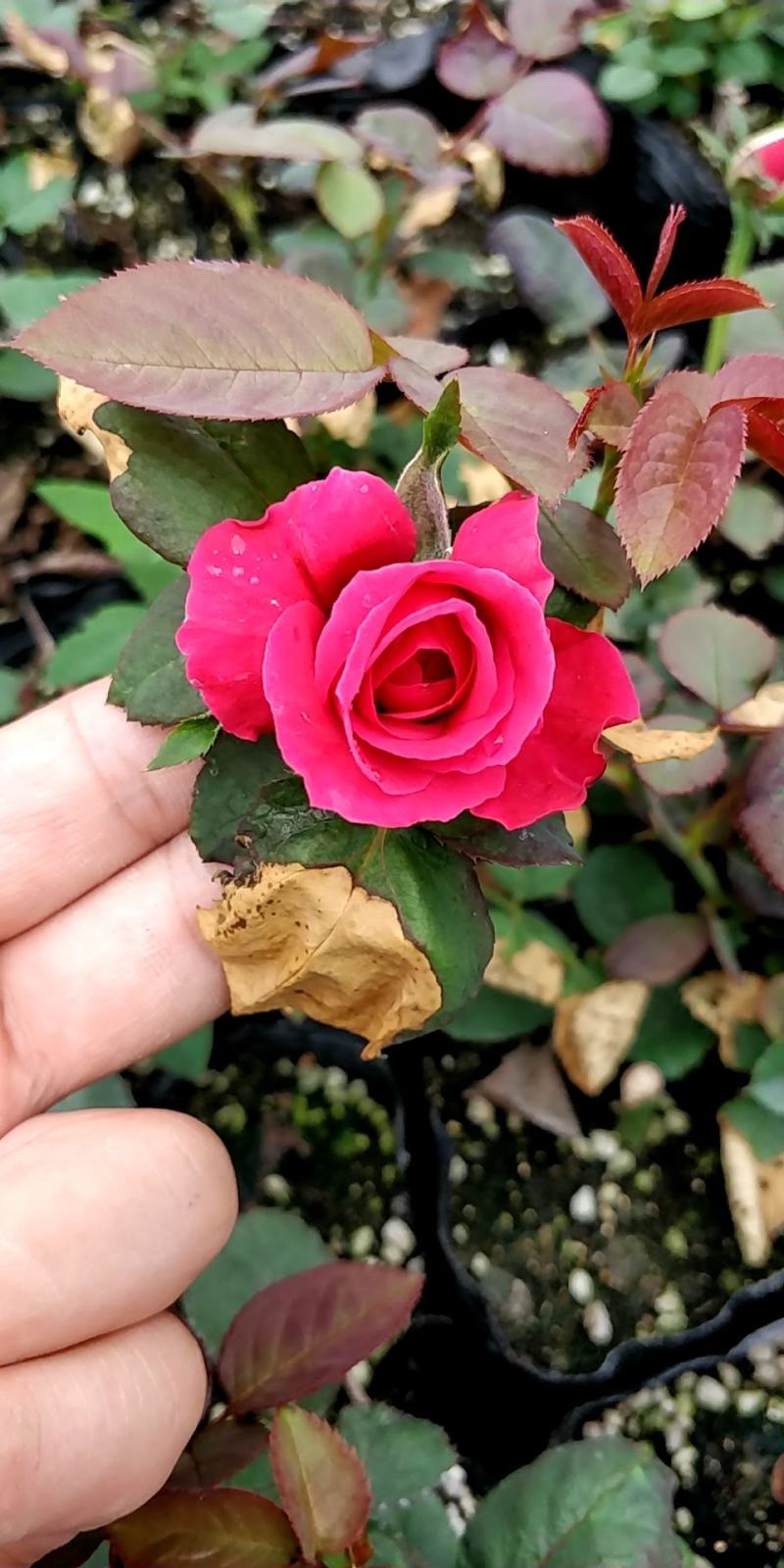 月季花小杯苗品种齐全藤本月季欧月花苗扦插苗颜色随机搭配