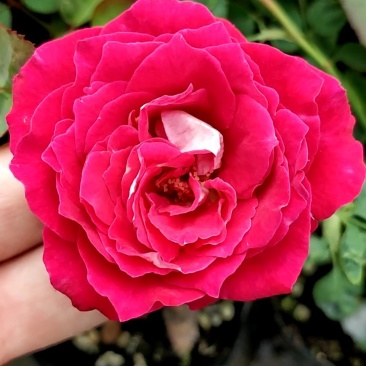 月季花小杯苗品种齐全藤本月季欧月花苗扦插苗颜色随机搭配