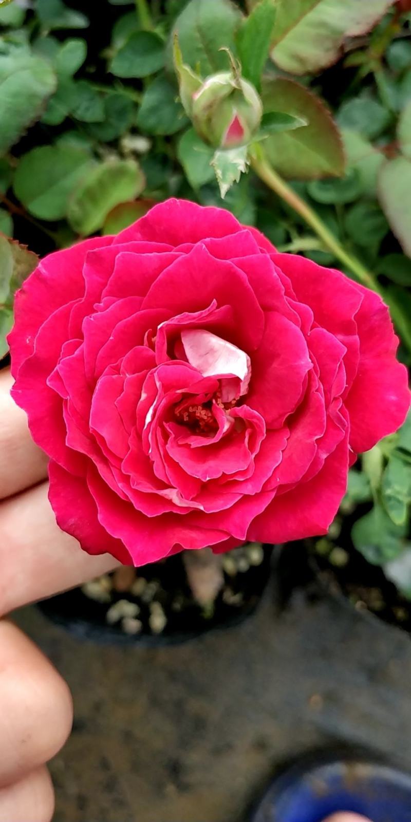 月季花小杯苗品种齐全藤本月季欧月花苗扦插苗颜色随机搭配