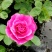 月季花小杯苗品种齐全藤本月季欧月花苗扦插苗颜色随机搭配