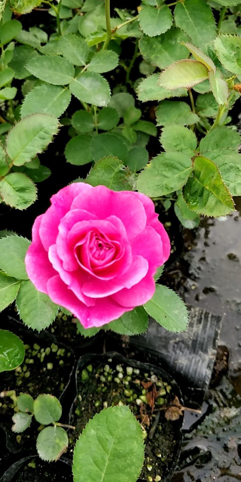 月季花小杯苗品种齐全藤本月季欧月花苗扦插苗颜色随机搭配