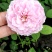 月季花小杯苗品种齐全藤本月季欧月花苗扦插苗颜色随机搭配