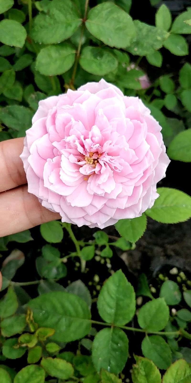 月季花小杯苗品种齐全藤本月季欧月花苗扦插苗颜色随机搭配