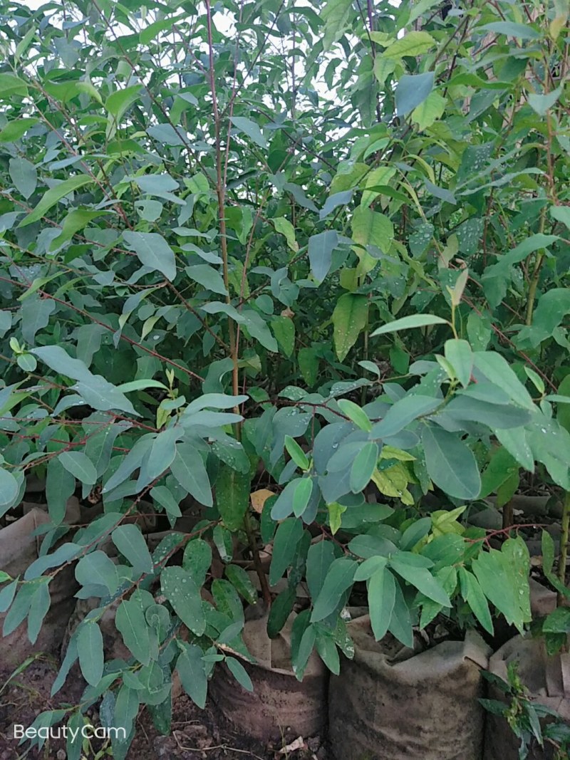 桉树工程树1一3米高