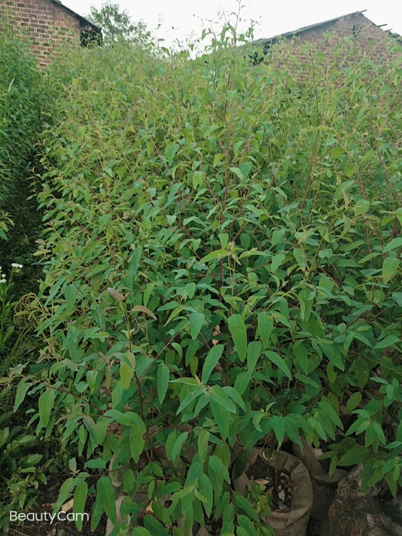 桉树工程树1一3米高