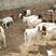 波尔山羊种羊大量出栏怀孕母羊，二胎怀孕母羊基础种羊