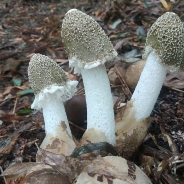 棘托竹荪贵州赤水高山种植无硫