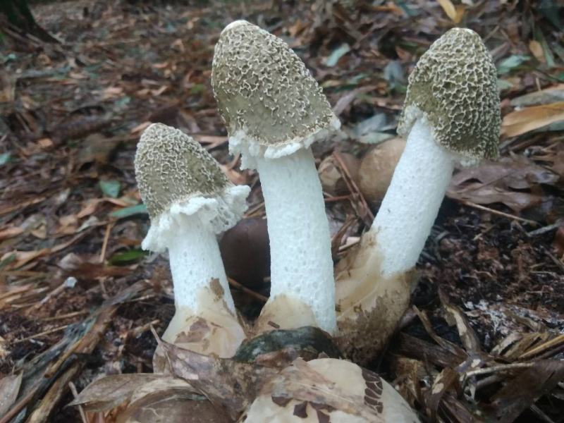 棘托竹荪贵州赤水高山种植无硫