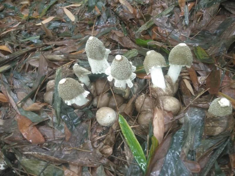 棘托竹荪贵州赤水高山种植无硫