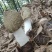 棘托竹荪贵州赤水高山种植无硫