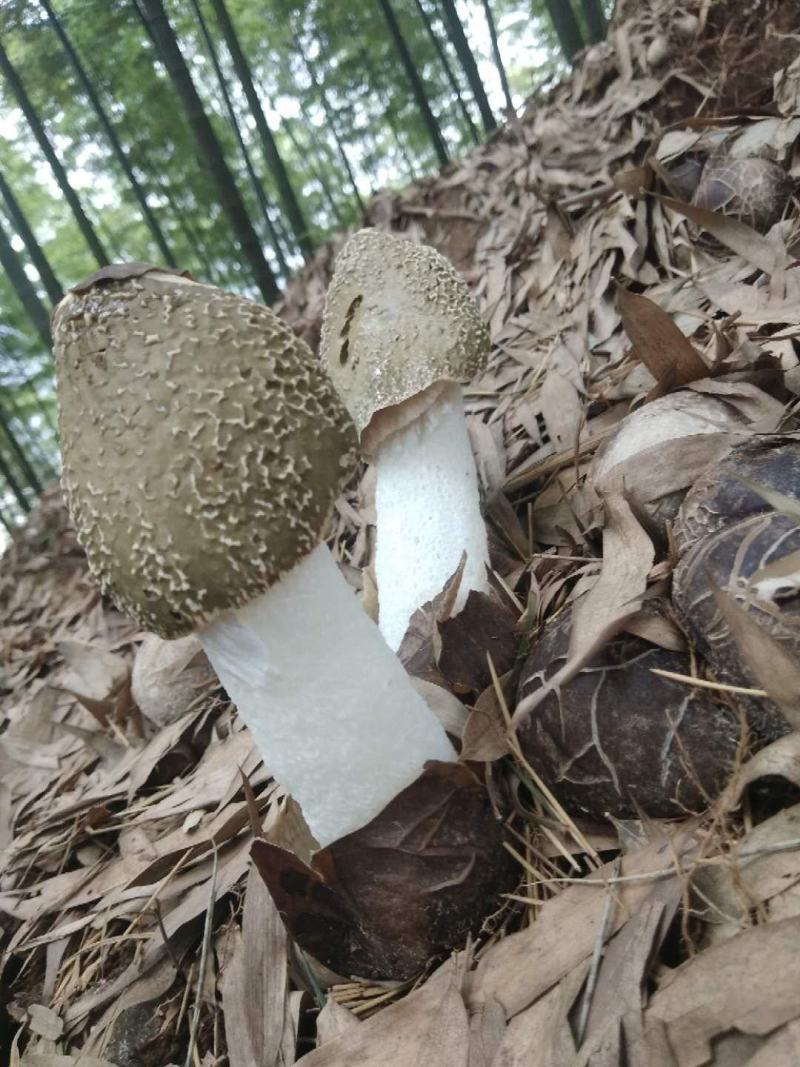 棘托竹荪贵州赤水高山种植无硫