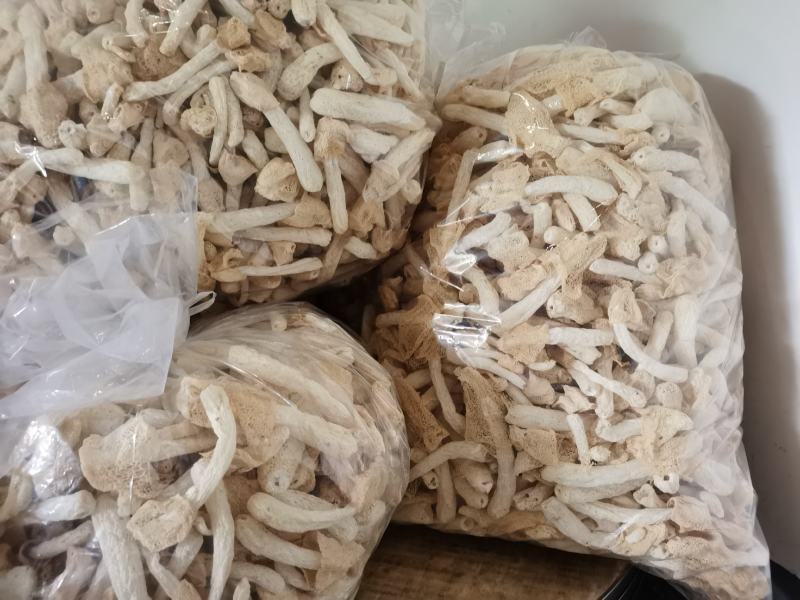 棘托竹荪贵州赤水高山种植无硫