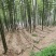 棘托竹荪贵州赤水高山种植无硫