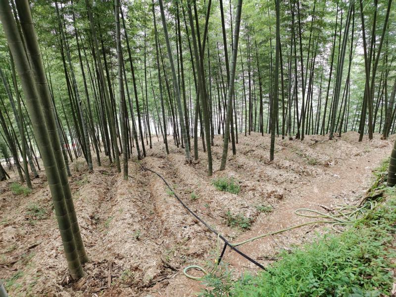 棘托竹荪贵州赤水高山种植无硫