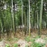 棘托竹荪贵州赤水高山种植无硫