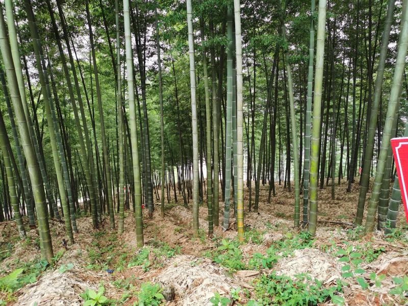 棘托竹荪贵州赤水高山种植无硫