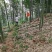 棘托竹荪贵州赤水高山种植无硫