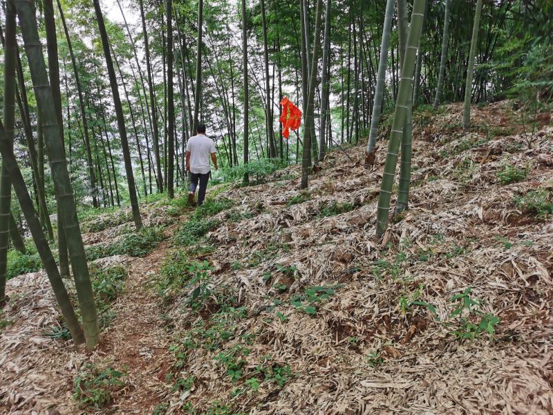 棘托竹荪贵州赤水高山种植无硫