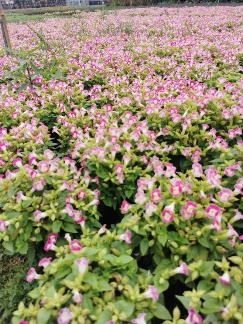 自家苗圃供应夏堇基地直销一手货源视频看货