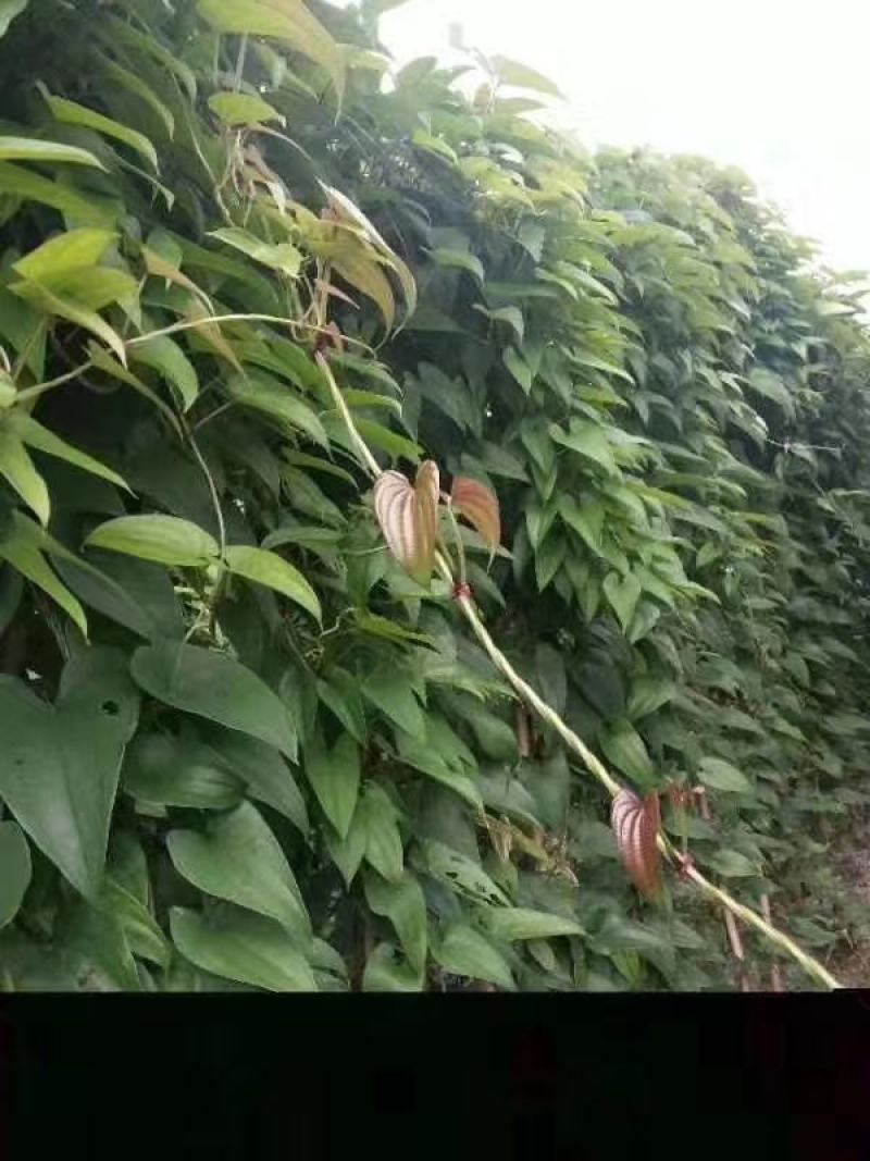 山药紫山药脚板薯大薯毛薯